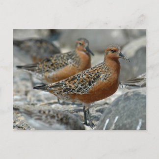 Postal Red Knot
