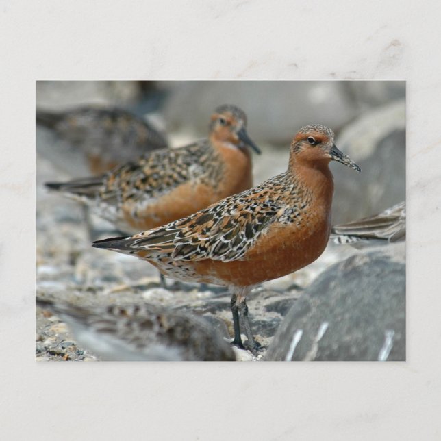 Postal Red Knot (Anverso)