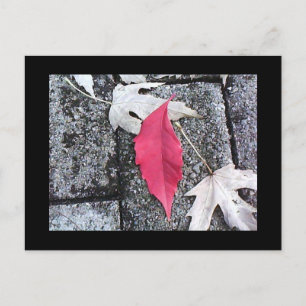 Postal Red Leaf Post Card