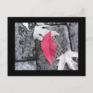 Postal Red Leaf Post Card