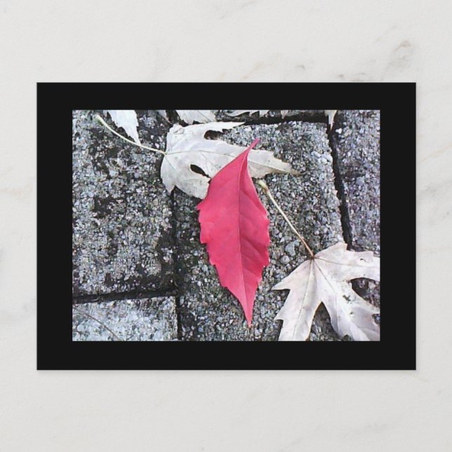 Postal Red Leaf Post Card (Anverso)
