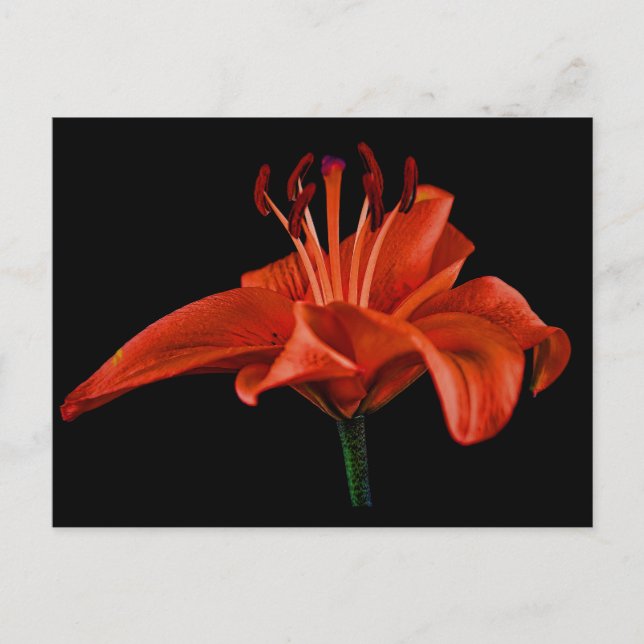 Postal Red Lily On Black (Anverso)