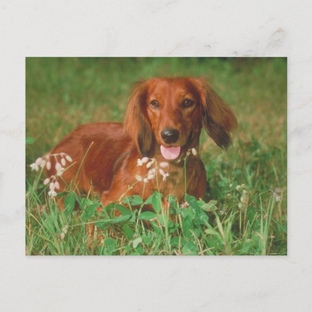Postal Red Long Haired Dachshund (Anverso)