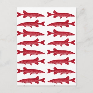 Postal Red Muskie