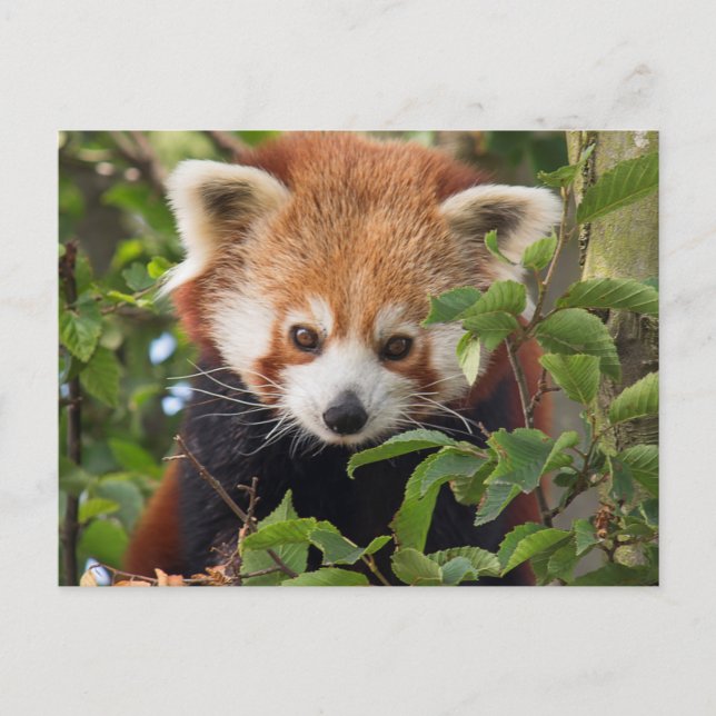 Postal Red panda (Anverso)