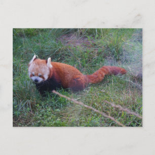 Postal Red Panda #1