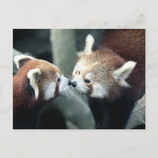 Postal Red Panda #2