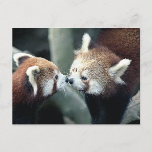 Postal Red Panda #2 (Anverso)