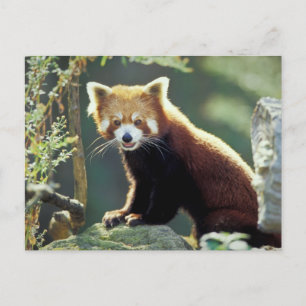 Postal Red Panda Ailurus fulgens)