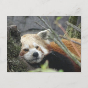 Postal Red Panda DIY Relajada
