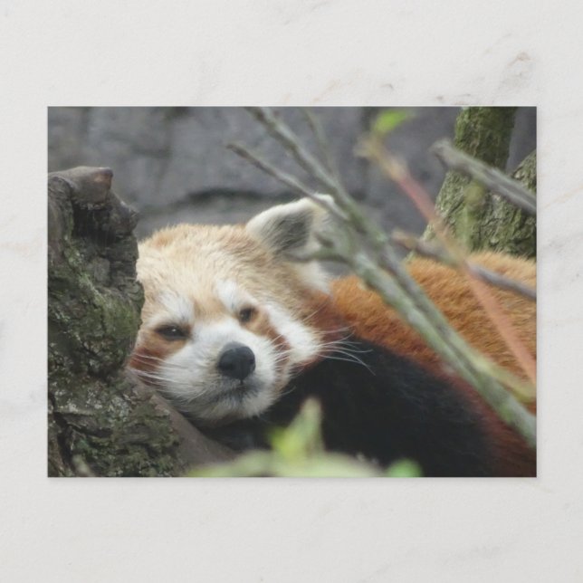 Postal Red Panda DIY Relajada (Anverso)