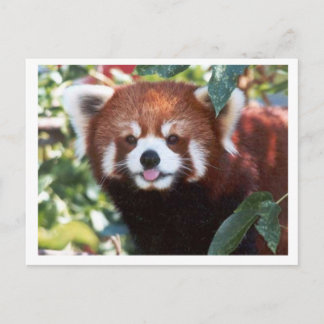 Postal Red Panda Laughing