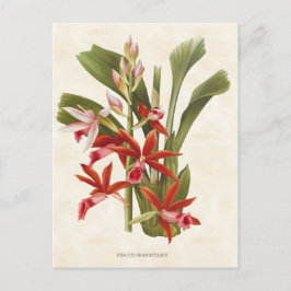 Postal Red Phaius Orchid Vintage Botánico
