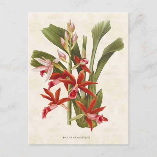 Postal Red Phaius Orchid Vintage Botánico (Anverso)