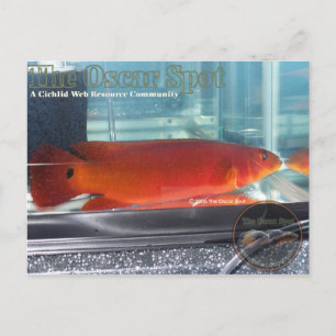 Postal Red Pike Cichlid