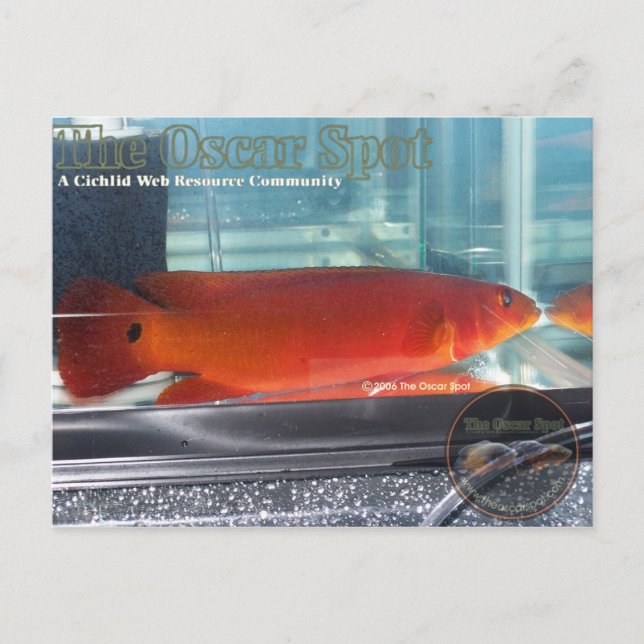 Postal Red Pike Cichlid (Anverso)