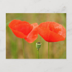 Postal Red Poppies