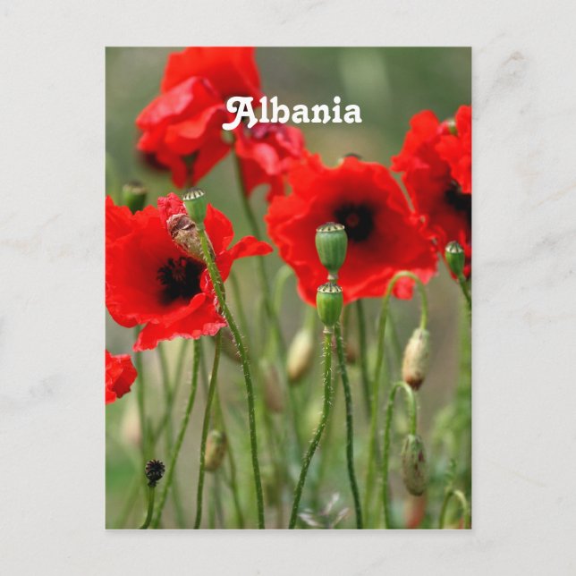 Postal Red Poppies (Anverso)