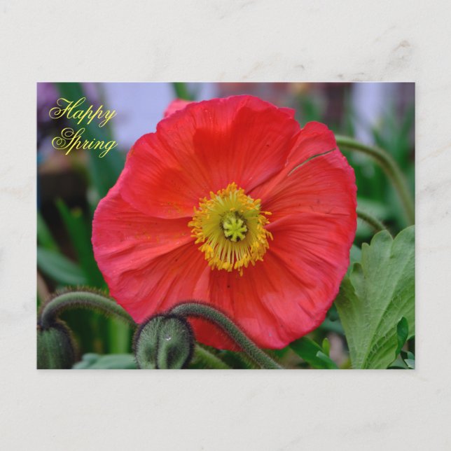 Postal Red Poppy Feliz Primavera (Anverso)