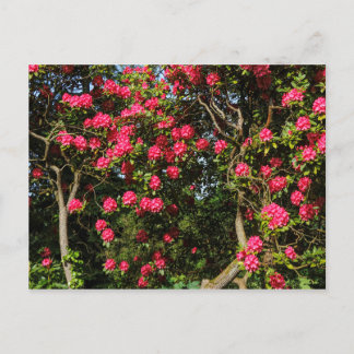 Postal Red Rhododendrons Bute Park, Cardiff, Gales