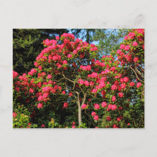 Postal Red Rhododendrons Bute Park, Cardiff, Gales Postca