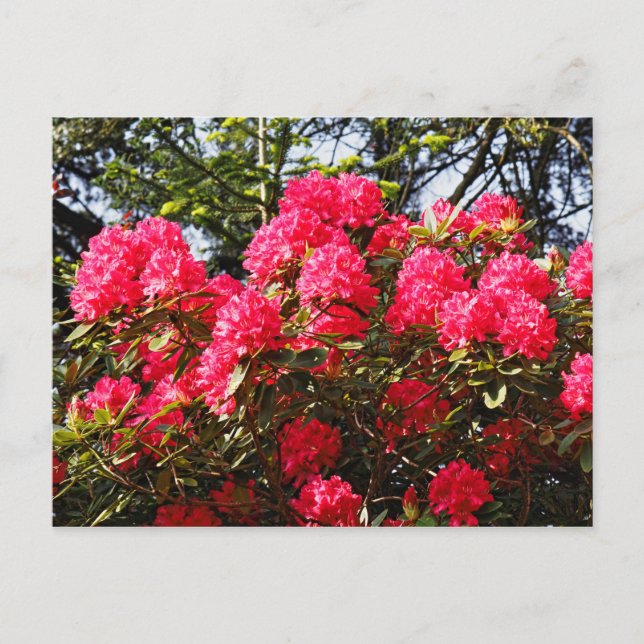 Postal Red Rhododendrons Bute Park, Cardiff, Gales Postca (Anverso)