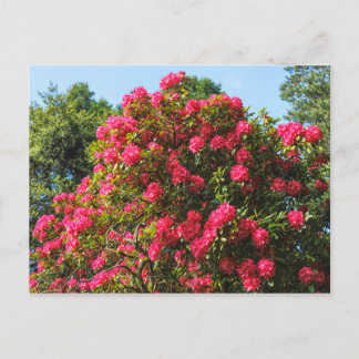 Postal Red Rhododendrons Bute Park, Cardiff, Gales Postca