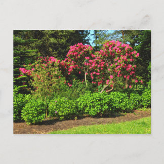 Postal Red Rhododendrons Bute Park, Cardiff, Gales Postca