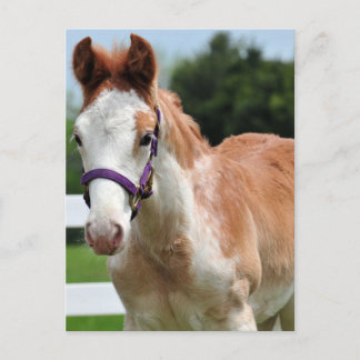 Postal Red Roan Colt
