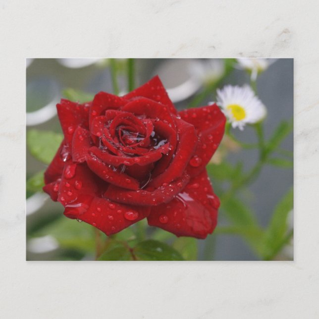 Postal Red Rose Bud (Anverso)
