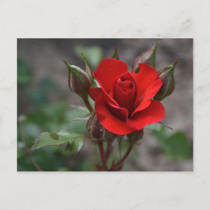 Postal Red Rose Bud