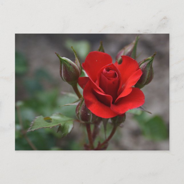 Postal Red Rose Bud (Anverso)