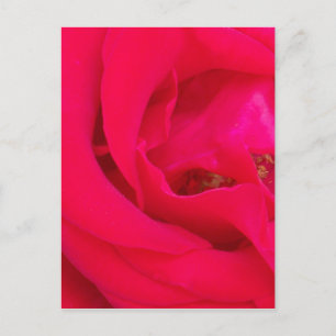 Postal Red Rose Close