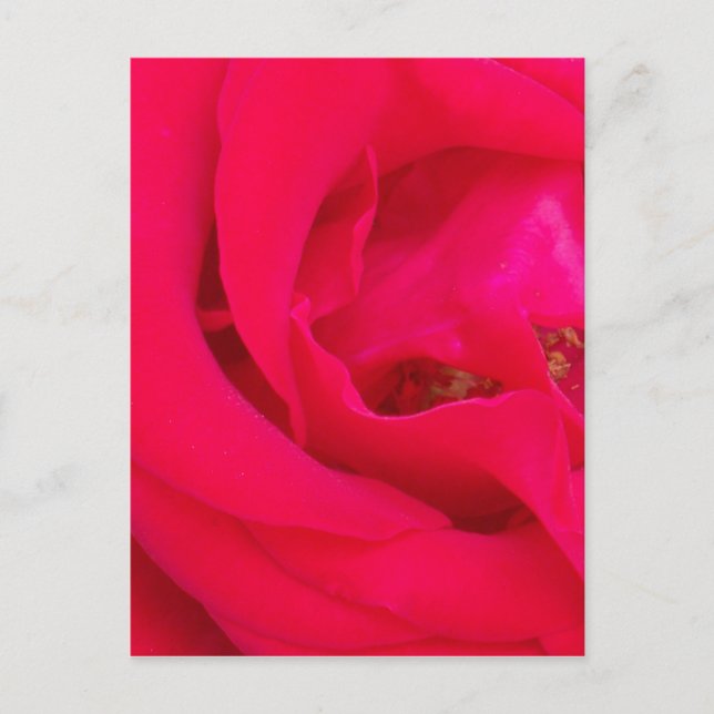 Postal Red Rose Close (Anverso)