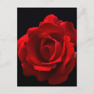 Postal Red Rose pccnm