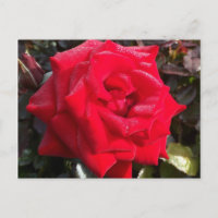 Red Rose Post Card