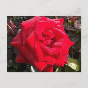 Postal Red Rose Post Card