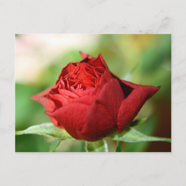 Postal Red Rose Post Card (Anverso)