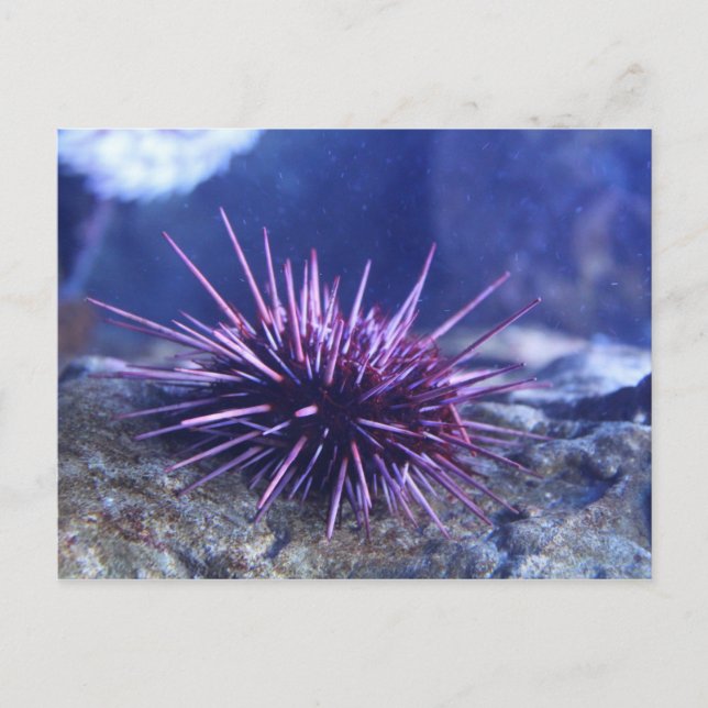 Postal Red Sea Urchin