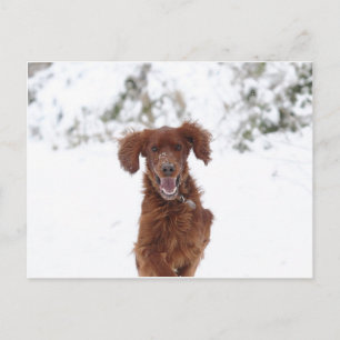 Postal Red Setter
