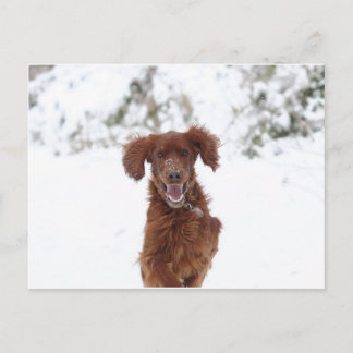 Postal Red Setter