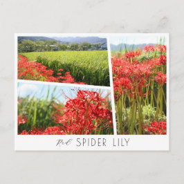 Postal Red Spider Lily