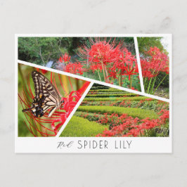 Postal Red Spider Lily