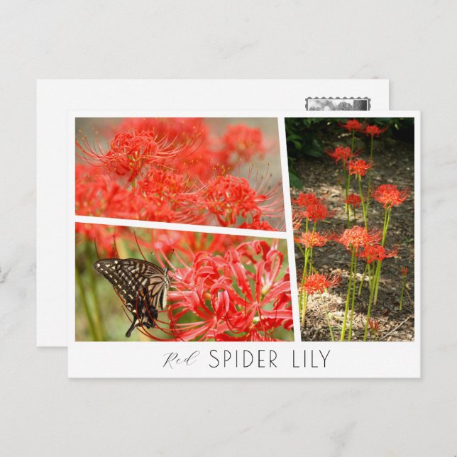 Postal Red Spider Lily (Anverso / Reverso)