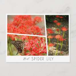 Postal Red Spider Lily
