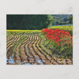 Postal Red Spider Lily