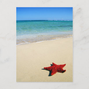 Postal Red Starfish En La Playa De Arena Blanca