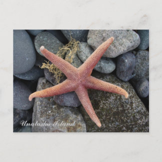 Postal Red Starfish, Isla Unalaska