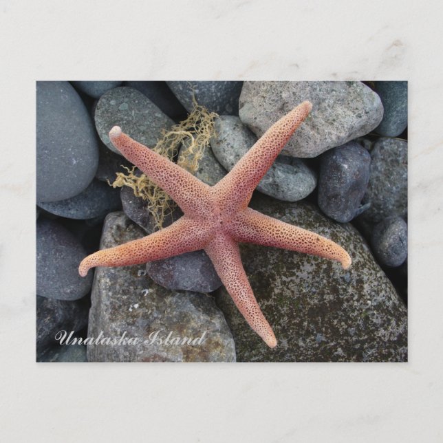 Postal Red Starfish, Isla Unalaska (Anverso)