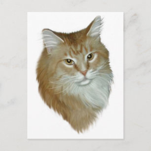 Postal Red Tabby Maine Coon